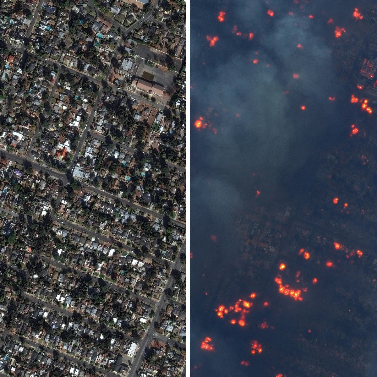 Trees for california